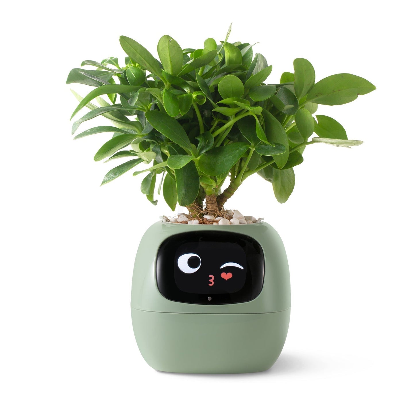 VerdeGlow – Self-Watering Smart Plant Pot | Automatic Irrigation | Modern Indoor Planter