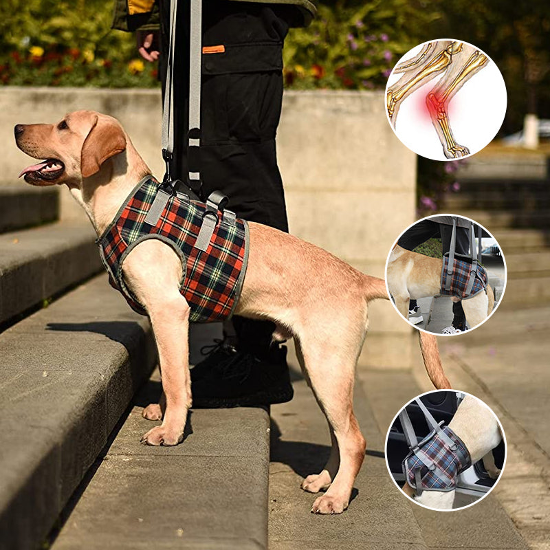 Orthopedic Rear Leg Support Harness for Dogs – Ideal for Arthritis, Hip Dysplasia & Mobility Aid