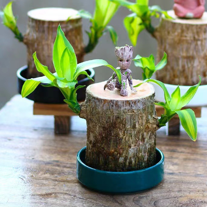 Brazilian Lucky Wood Plant – Indoor Air-Purifying & Good Fortune Décor