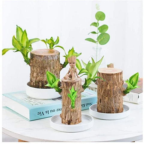 Brazilian Lucky Wood Plant – Indoor Air-Purifying & Good Fortune Décor