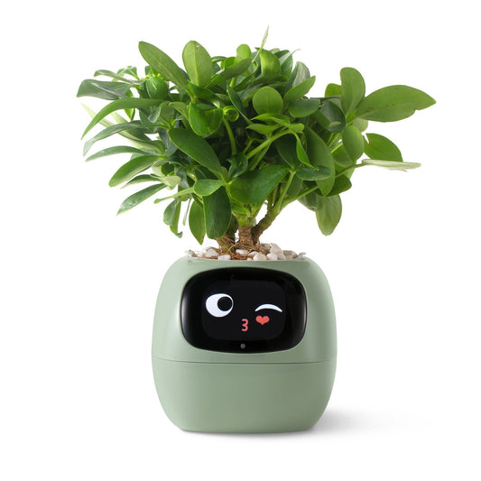 VerdeGlow – Self-Watering Smart Plant Pot | Automatic Irrigation | Modern Indoor Planter