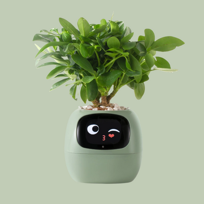 VerdeGlow – Self-Watering Smart Plant Pot | Automatic Irrigation | Modern Indoor Planter