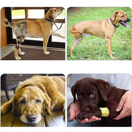 Orthopedic Rear Leg Support Harness for Dogs – Ideal for Arthritis, Hip Dysplasia & Mobility Aid