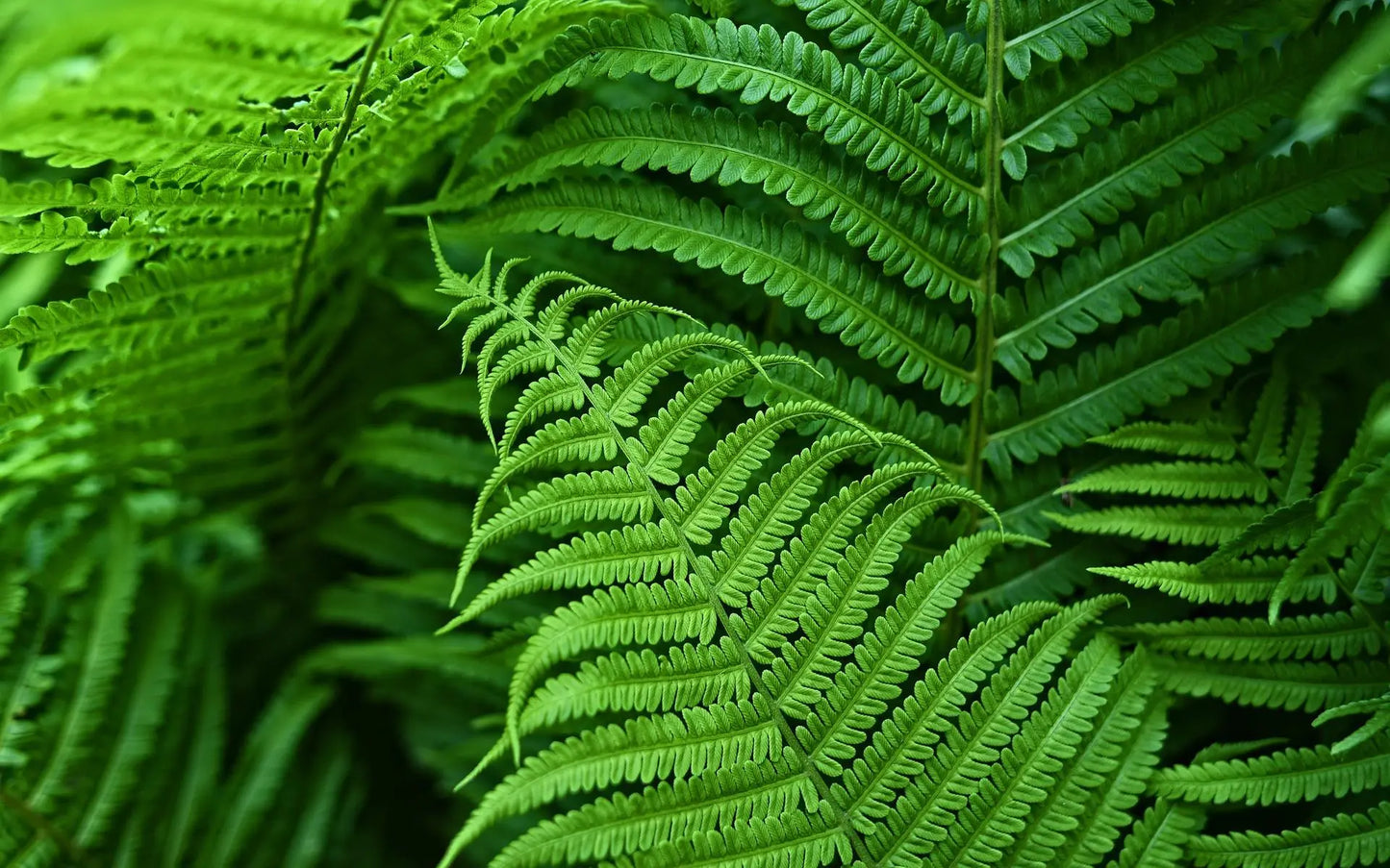 UV-Resistant Lifelike Artificial Boston Fern – Perfect for Outdoor Décor