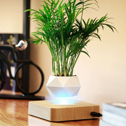 Levitate Luxe Bonsai Planter – A Mesmerizing Floating Display
