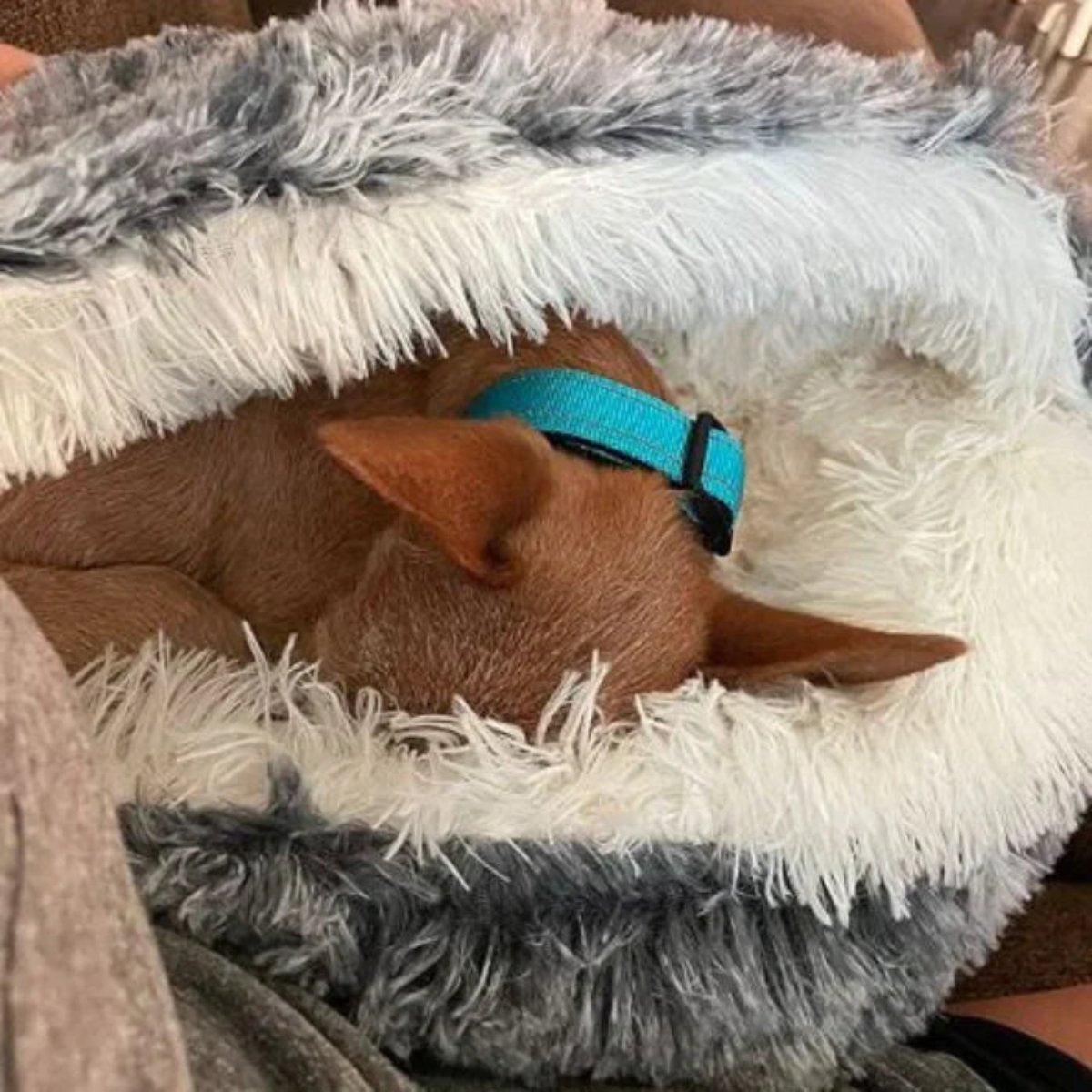 Cozy Cave Pet Bed | Calming & Comfortable Dog Bed for Deep Relaxation