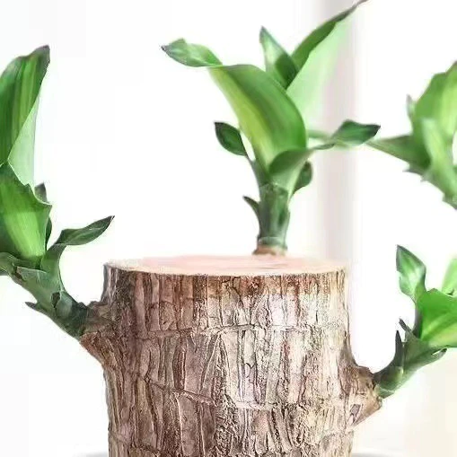 Brazilian Lucky Wood Plant – Indoor Air-Purifying & Good Fortune Décor