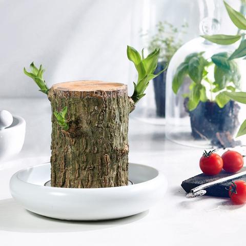 Brazilian Lucky Wood Plant – Indoor Air-Purifying & Good Fortune Décor