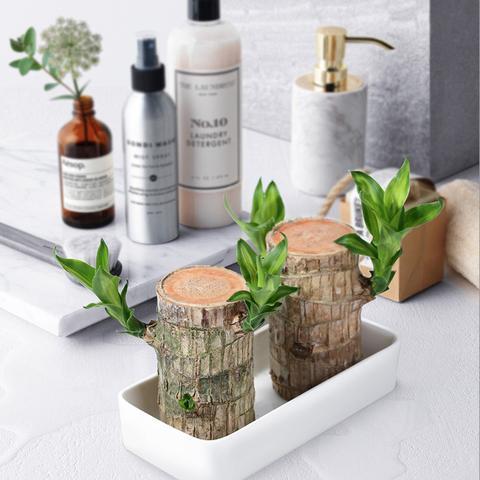 Brazilian Lucky Wood Plant – Indoor Air-Purifying & Good Fortune Décor