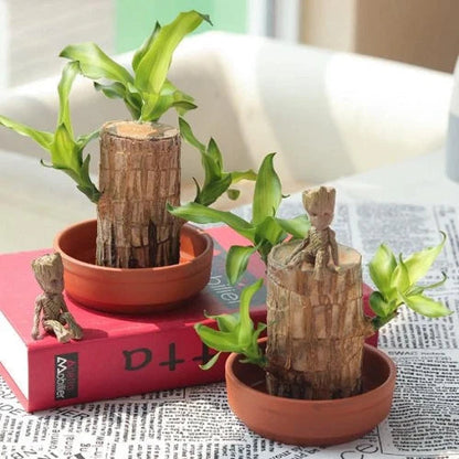 Brazilian Lucky Wood Plant – Indoor Air-Purifying & Good Fortune Décor