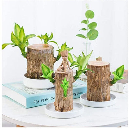 Brazilian Lucky Wood Plant – Indoor Air-Purifying & Good Fortune Décor