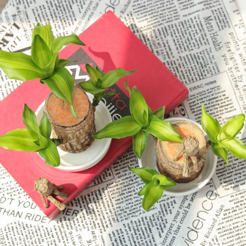Brazilian Lucky Wood Plant – Indoor Air-Purifying & Good Fortune Décor
