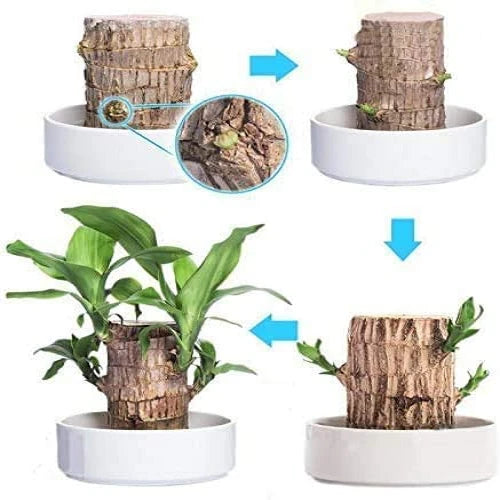 Brazilian Lucky Wood Plant – Indoor Air-Purifying & Good Fortune Décor