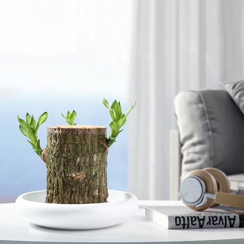 Brazilian Lucky Wood Plant – Indoor Air-Purifying & Good Fortune Décor